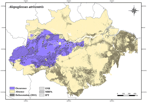 Figure 20. Occurrence area and records of Alopoglossus atriventris in the Brazilian Amazonia, showing the overlap with protected and deforested areas.
