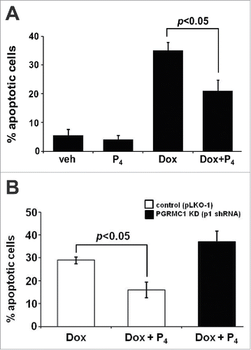 Figure 4. PGRMC1 mediates the anti-apoptotic effect that progesterone exerts in MDA cells. (A) PGRMC1-intact MDA cells undergo apoptosis in response to the chemotherapeutic agent doxorubicin (Dox, 2 μg/ml). The percentage of apoptotic cells is reduced by 50% when cells are pretreated with P4 (1 μM). (B). The anti-apoptotic actions of P4 are lost upon constitutive depletion of PGRMC1 using lentiviral-based shRNA knockdown (n = 3).