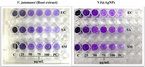 Figure 8. Antibiofilm activity of V. jatamansi root extract and biosynthesized VJ@AgNPs. Biofilm formed by (EC) Escherichia coli, (SA) Staphylococcus aureus, (SM) Streptococcus mutans, (PC) Streptomycin was used as positive control, and (C) control untreated, staining with crystal violet. After 24 h biofilm formation and inhibition were measured as optical density at 600 nm
