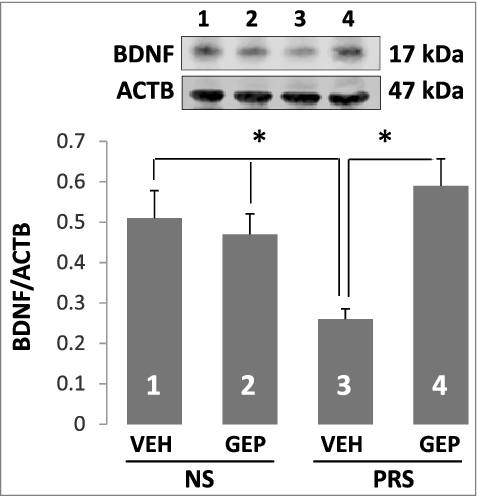 Figure 3. Reduced BDNF protein induced by prenatal stress is normalized by the treatment of genipin. Forty-day-old NS (offspring of non-stressed dams) and PRS (offspring of prenatally stressed dams) male mice were treated i.p. once a day for 7 days, with vehicle (VEH), 25 mg/kg of genipin (GEP). The immunoblots of BDNF protein in hippocampus were examined by Western blot and BDNF immunoblots were normalized by β-actin protein levels. The data are expressed as mean +/- SEM. * P < 0.05 when vehicle (VEH)-treated PRS mice are compared to genipin (GEP)-treated PRS mice, or to vehicle (VEH)- and genipin (GEP)-treated NS mice. n = 5 per group.