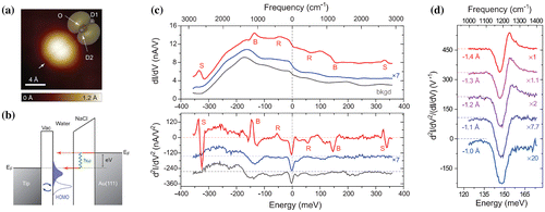 Figure 4. (a) STM topography of a D2O monomer (V = 100 mV, I = 50pA). The inset shows the calculated isosurface of charge density of the HOMO. (b) Schematic of the tip-enhanced IET process. The tip–water coupling ‘gates’ HOMO to the proximity of EF, thus resonantly enhancing the cross section of the IET process. (c) dI/dV and d2I/dV2 spectra taken at different tip heights. Red (–1.2 Å) and blue (–0.4 Å) curves were taken on the D2O monomer. Gray curves (–1.2 Å) were acquired on the NaCl surface (denoted as ‘bkgd’). The vibrational IET features are denoted as ‘R’ (rotational), ‘B’ (bending), and ‘S’ (stretching). Dashed horizontal lines represent zero levels of the y axes for each curve. (d) Experimental d2I/dV2 spectra (normalized by dI/dV) of the bending mode of water monomer as a function of tip height. For clarity, each curve is scaled properly to ensure the same magnitude. All tip heights in the experiment are referenced to the gap set with V = 100 mV and I = 50pA. Figure reproduced from Ref. [Citation26].