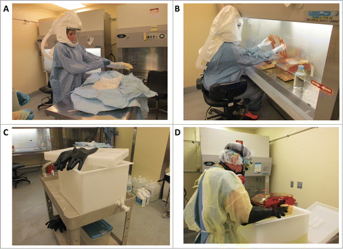 Figure 1. Procedure for working aseptically with isopositive cages. To minimize the risk of contamination when performing procedures on germ-free or colonized mice housed in isopositive cages, personnel donned sterile gowns and gloves, and cages were disinfected with Clidox solution (1:3:1). (A) The sterile person donning sterile surgical gown and gloves. (B) The sterile person working within the biosafety cabinet following aseptic technique. Only autoclaved or Clidox disinfected materials are introduced into the biosafety cabinet and handled by the sterile person. (C) Dunk tank and rubber gloves used by the assistant to completely submerge isopositive cages in Clidox. (D) Assistant submerging the hermetically sealed isopositive cage into 1:3:1 Clidox prior to placing the cage into a previously disinfected biosafety cabinet.