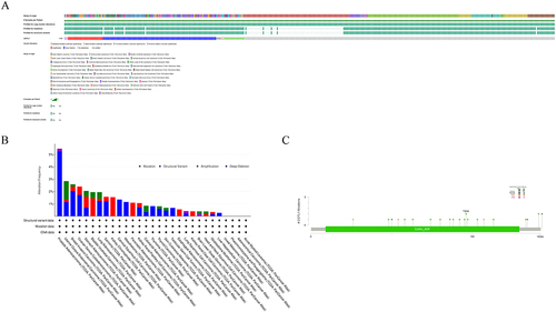 Figure 3 Genetic alteration of COTL1 in multiple cancer tissues. (A) Mutation types and frequency in all TCGA tumors. (B) Summary of COTL1 alterations in TCGA pan-cancer cohort. (C) Mutation site for all types of tumors. *not all samples are profiled; #indicates the samples per patients.