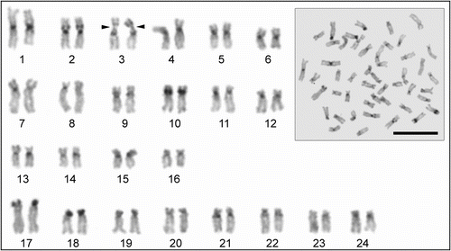 Figure 3 Metaphase spread and C-banded karyotype of Tinca tinca. Arrows indicate the secondary constrictions (scale bar = 10 μm).