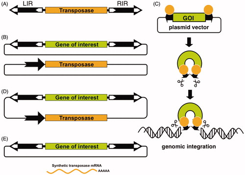 Figure 2. The Sleeping Beauty transposon system. A) Autonomous transposable elements consist of terminal inverted repeats (LIR = left inverted repeat; RIR = right inverted repeat, black arrows) that flank the transposase gene (yellow). B) Bi-component, trans-arrangement transposon vector system for delivering transgenes that are maintained in plasmids. One component contains a gene of interest (green) between the transposon TIRs carried by a plasmid vector, whereas the other component is a transposase expression plasmid, in which the black arrow represents the promoter driving expression of the transposase. C) The transposon carrying a gene of interest (GOI) is excised from the donor plasmid and is integrated at a chromosomal site by the transposase. D) One-vector or cis-arrangement, in which the transposase expression cassette and the GOI are located on the same plasmid. E) Plasmid-based transposon cassettes can be mobilized by transposase supplied as mRNA (see colour version of this figure at www.tandfonline.com/ibmg).