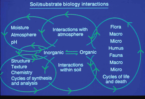 Fig. 1. (Colour online) Summary of the interactions of physical, chemical and biological factors which form the environment in which the interaction between Plasmodiophora brassicae and brassica hosts takes place.