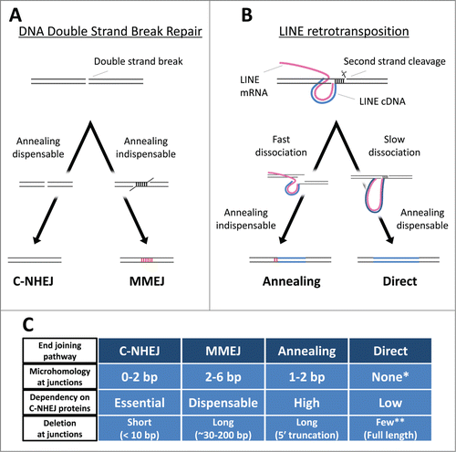 Figure 2. The end-joining pathways. (A) The 2 non-homologous end-joining pathways. C-NHEJ and MMEJ exhibit different requirements for host repair proteins, yielding distinctive repaired junctions (see text for details). Blue lines, LINE DNA. Magenta lines, LINE RNA. Red vertical lines, microhomologies. (B) The 2 5′-end-joining pathways of LINEs. There are at least 2 distinct end-joining pathways, Annealing and Direct, which connect the 5′-ends of LINEs to host genomic DNA (see text for details). (C) The characteristics of the 4 end-joining pathways. The two annealing-dispensable pathways, C-NHEJ and Direct, can join the 2 genomic ends with no microhomology (MH) and usually does not yield long deletion at the junctions. The two pathways are, however, distinct from each other in respect of the dependency on the C-NHEJ proteins. The two annealing-indispensable pathways, MMEJ and Annealing, certainly accompany MH and frequently yield long deletions at the junctions. The two pathways are also distinct from each other in respect of the dependency on the C-NHEJ proteins (see text for details). *The length distribution of microhomologies with the direct end-joining pathway is almost the same as that expected (Fig. 1B). **The direct end-joining pathway predominantly produces full-length integrants with no 5′ truncationCitation31.