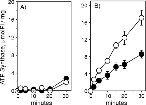 Figure 2.  ATP Synthase activity of vesicles obtained from white (A) and red (B) skeletal muscle. This activity was calculated by subtracting the ATPase activity without sodium azide from the ATPase activity in the presence of sodium azide. The assay medium composition was 50 mM Tris/HCl buffer (pH 8.0), 1 mM ATP, 2 mM MgCl2, 5 mM EGTA, 100 mM KCl and 5 mM NaN3. The reaction was performed at 35°C and was started by the addition of vesicles (5 µg protein/ml). The vesicles used in the experiment were derived from light (•) and heavy (○) SR fractions. The figure shows the average±SE of 4 experiments.