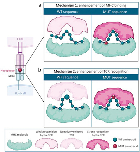 Figure 2. Neoantigen generation mechanisms. (a) neoantigens can be generated by a change of an amino acid located at an MHC-anchoring position, enhancing binding to MHC molecules and favoring a strong recognition by a TCR. (b) in other cases, the mutation occurs at an amino acid located at a TCR recognition site. The mutated amino acid has to differ sufficiently from the WT version to allow recognition of this neoepitope by a TCR that has escaped central tolerance mechanisms.