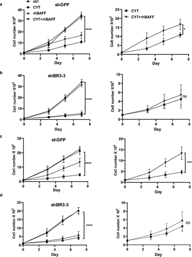 Figure 3. BAFF stimulation failed to antagonize cytarabine-induced BAFF-R knockdown MCL cell death. (a) 1 × 105 Jeko-1 cells expressing shGFP were seeded in 24-well plate in triplicates for a week. The cells were treated with different combination of components such as untreated (ctrl), CYT, rhBAFF, and CYT+rhBAFF. The cell number was plotted. ****p < .0001 represents untreated shGFP cells as compared to cytarabine-treated cells. *p < .05 represents cytarabine-treated shGFP cells in comparison to combined treatment of cytarabine and recombinant BAFF. Experiments shown are representative of three replicates from one experiment. (b) 1 × 105 Jeko-1 cells expressing shBR3-3 were seeded in 24-well plate in triplicates for a week. The cells were treated with different combination of components such as ctrl, CYT, rhBAFF and CYT+rhBAFF. The cell number was plotted. ****p < .0001 represents untreated shBR3-3 cells as compared to cytarabine-treated cells. Experiments shown are one representative experiment of three experiments done with replicates; Not significant (ns) for the comparison of cytarabine-treated shBR3-3 cells in comparison to combined treatment of cytarabine and recombinant BAFF. (c) 1 × 105 Mino cells expressing shGFP were seeded in 24-well plate in triplicates for a week. The cells were treated with different combination of components such as ctrl, CYT, rhBAFF, and CYT+rhBAFF. The cell number was plotted. ****p < .0001 represents untreated shGFP cells as compared to cytarabine-treated cells. ***p < .001 represents cytarabine-treated shGFP cells in comparison to combined treatment of cytarabine and recombinant BAFF. Experiments shown are representative of three replicates from one experiment. (d) 1 × 105 Mino cells expressing shBR3-3 were seeded in 24-well plate in triplicates for a week. The cells were treated with different combination of components such as ctrl, CYT, rhBAFF, and anti-BAFFR. The cell number was plotted. ****p < .0001 represents untreated shBR3-3 cells as compared to cytarabine-treated cells; ns shows the comparison of cytarabine-treated shBR3-3 cells in comparison to combined treatment of cytarabine and recombinant BAFF. Error bars are from single experiment done with triplicate samples representative of three such experiments done with triplicates