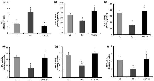 Figure 7. Effect of COR on testis lipid peroxidation (LPO) and enzymatic levels in aged rats. MDA level (a), SOD level (b), CAT level (c), GPx level (d), GR level (e) and GST level (f). The results are expressed as mean ± SD (n = 6), where #p < 0.05 compared with YC group, *p < 0.05 compared with AC group. YC: young rats; AC: aged rats; COR 20: cordycepin (COR) 20 mg/kg treated aged rats; MDA: malondialdehyde, SOD: superoxide dismutase; CAT: catalase; GPx: glutathione peroxidase; GR: glutathione reductase and GST: glutathione-S-transferase.