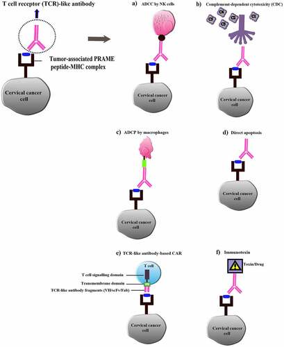 Figure 2. Overview of T cell receptor (TCR)-like antibody applications in cervical cancer immunotherapy. (a) TCR-like antibody-dependent cell cytotoxicity (ADCC); (b) Complement-dependent cytotoxicity (CDC) mediated by TCR-like antibody; (c) TCR-like antibody-dependent cellular phagocytosis (ADCP); (d) Induction of tumor cell apoptosis by TCR-like antibody; (e) TCR-like antibody-based CAR for tumor cell lysis by T cells; (f) TCR-like antibody conjugated with drug/toxin (Immunotoxin)