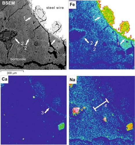 Figure 12. BSEM image and corresponding EDXA element distribution maps for Fe, Ca, and Na. The bentonite is seen to be markedly enriched in Fe close to the corroding steel wire (1) and along discontinuities around the grain boundaries of original bentonite aggregate particles (2). Ca is concentrated within a very narrow zone located at the bentonite–steel oxide interface (3), and within corrosion products filling pits in the steel wire. The concentration of Na is generally depleted in a narrow zone around the corroding steel wire (4).