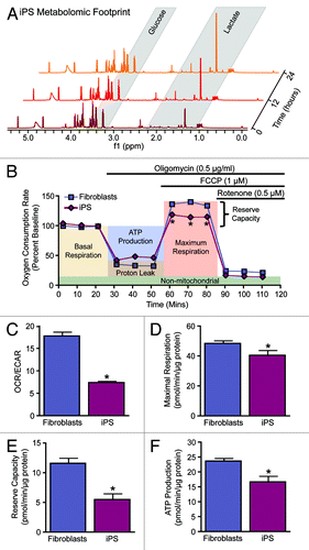 Figure 1. Metabolic reprogramming from oxidative metabolism in fibroblasts to glycolysis in iPS cells. Representative serial nuclear magnetic resonance-based metabolomic footprinting of cell culture media indicates elevated glucose utilization and accumulation of lactate in iPS cells (A). High-throughput simultaneous measurement of oxygen consumption rate (OCR) and extracellular acidification rate (ECAR) (B) indicates reduced oxygen utilization and greater reliance on glycolysis in iPS cells (C). Extracellular flux analysis in response to oligomycin, FCCP, and rotenone demonstrates an iPS cell specific mitochondrial profile characterized by reduced maximal respiration (D), reserve capacity (E) and ATP turnover (F). Values represent mean ± standard error, n = 8 per group. Significance was determined by Student t test. *P < 0.05 vs. MEF.