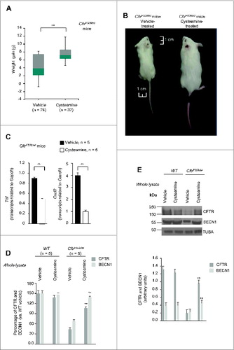 Figure 2. Effects of 5-wk oral administration of cysteamine on weight gain and lung inflammation in 2 wk-old CftrF508del mice. (A and B) Effects of cysteamine on weight gain. (A) Distribution of weight (g) variation of CftrF508del mice (n = 56) orally treated with either vehicle (n = 24) or cysteamine (n = 32) for 5 wk; °°P < 0.01 (Student t test). (B) Representative picture showing difference in body size at the end of treatment in one vehicle-treated (left) and one surviving cysteamine-treated (right) CftrF508del mice. Scale bar: 1 cm. (C) Effects of cysteamine on Tnf (left) and Cxcl2 (right) transcription levels in lung homogenates from 7-wk-old CftrF508del mice treated with either vehicle or cysteamine. Mean ± SD of triplicates of 5 surviving mice per group; °°P < 0.01 (The Student t test). (D to E) Effects of cysteamine on CFTR, and BECN1 protein levels in the lungs. (D) Mean changes of protein levels in 5 wild-type and 5 CftrF508del mice treated with either vehicle or cysteamine for 5 wk. Mean ± SD of 3 independent measurements; **P < 0.01 versus vehicle-treated CftrF508del mice (ANOVA). (E) Top, representative immunoblot with anti-CFTR (Abcam clone) and anti-BECN1 (Abcam clone Ab55878) in one mouse per treatment group. Bottom, densitometric measurement in the CftrF508del mouse, as percentage of vehicle-treated WT mouse normalized to TUBA/α-β tubulin levels. Mean ± SD of triplicates of independent experiments, **P < 0.01 versus vehicle-treated CftrF508del mice (ANOVA).