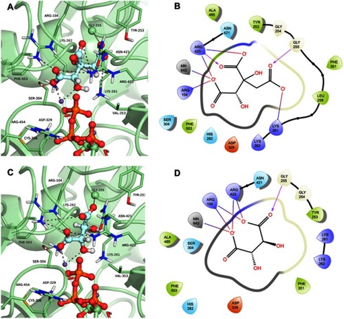 Figure 7 Binding mode of the hydroxycitrate (ZINC01656421) and tartaric acid (ZINC895296) in GTP_HsPEPCK-M active site obtained with the molecular docking assay. (A) and (C) are the 3D binding modes of hydroxycitrate and tartaric acid, respectively. The inhibitors are represented as ball and sticks, the protein represented in light green, and the intermolecular interactions are represented as gray dashes; (B) and (D) are the 2D interactions diagram of molecular docking results of hydroxycitrate and tartaric acid, respectively. The 2D residues are illustrated as negatively charged (red), positively charged (purple), polar (blue), hydrophobic (green). The hydrogen bonds are represented as purple arrows and salt bridges are represented as blue/red lines. The 3D and 2D images were generated using Pymol 2.1.0 and Maestro, respectively.