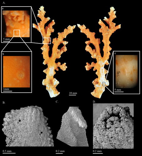 Figure 1. Corallium stylasteroides. USNM 77450: (A) Different sides of colony with enlargements of (a) cortex, (b) autozooids and (c) main stem; (B) SEM of cortex; (C) SEM of axis; (D) SEM of cortical mound and retracted autozooid. Black arrows in B indicate siphonozooids.