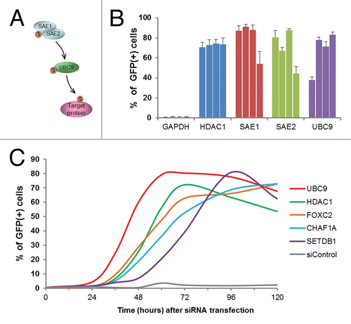 Figure 3. Detection of role for SUMO pathway components in epigenetic gene silencing. (A) A schematic representation of the SUMO modification pathway. (B) Reactivation of GFP reporter genes after knockdown of the indicated SUMO pathway components. The reporter cells were transfected with the indicated siRNAs targeting the SUMO pathway (four individual siRNAs per tested gene), and the percent of GFP-positive cells was measured 96 h post transfection. SiRNA pools targeting GAPDH and HDAC1 were used as quadruplicate negative and positive controls, respectively. Error bars indicate standard deviation, n = 6. (C) A time course of GFP reporter gene reactivation after siRNA knockdown of indicated genes. siControl, negative control siRNA.