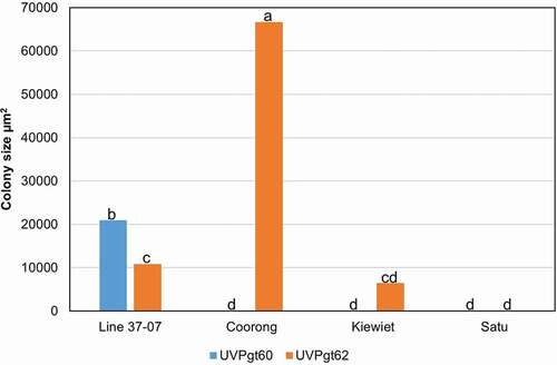 Fig. 6 (Colour online) Average colony sizes (µm2) for pathotypes UVPgt60 and UVPgt62 of Puccinia graminis f. sp. tritici measured 120 hpi in the adult plant leaf sheaths of the susceptible wheat variety Line 37–07 and the triticale cultivars Coorong, Kiewiet and Satu. Least significant differences (LSD) among lines for colony size were calculated as 7497 (P ≤ 0.05), i.e. means with the same LSD symbol do not differ significantly from each other