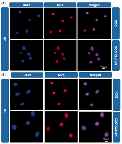Figure 3. CLSM images of K7 cells treated with DOX or NP-PTX-DOX for 3 h (A) or 6 h (B) at 37 °C. The cell nuclei were stained with DAPI. Scale bar = 20 μm.