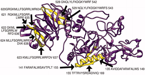 Figure 7. Present 3D structure of metalloproteinase-9 protein visualizing top 10 T-cell peptides binding to MHC class II, using chimera (version 1.14), yellow color indicate the chosen peptides while the purple color indicates the rest of the molecules.