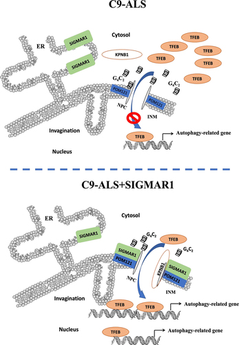 Figure 14. Schematic illustration of the model of the signaling mechanism. SIGMAR1/Sigma-1 receptor translocates from the endoplasmic reticulum (ER) to nuclear membrane when cells are under stressful conditions [Citation83]. (A) When motor neurons are under the insult of toxic (G4C2)RNA repeats upon their nuclear pore proteins [Citation13], POM121 cannot recruit KPNB1/importinβ1 for the nuclear import of transcription factor TFEB. (B) Sensing such an insult by (G4C2)RNA repeats through an as yet unknown mechanism, SIGMAR1/Sigma-1 receptor proteins move to the nuclear pore to chaperone POM121 to restore its recruitment of KPNB1/importinβ1 for a proper nucleus-inbound cargo transport of TFEB to initiate autophagy for survival of neuron. The SIGMAR1/Sigma-1 receptor agonist pridopidine facilitates this action of SIGMAR1/Sigma-1 receptor.