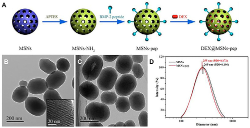 Figure 19 Schematic illustration of synthesis of the DEX@MSNs-pep nanocomplexes and the size distribution of MSNs and MSNs-pep by TEM and DLS. (A) Schematic illustration for the preparation of DEX@MSNs-pep. (B) TEM images of MSNs (inset is the enlarged image). (C) MSNs-pep. (D) Size distribution of MSNs and MSNs-pep.