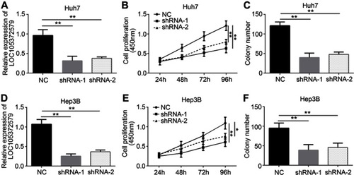 Figure 2 LOC105372579 silencing suppresses HCC cell proliferation. (A) Relative expression of LOC105372579 in Huh7 cells transfected with sh-LOC105372579 or negative control (NC). ShRNA-1 and shRNA-2 indicate sh-LOC105372579-1 and sh-LOC105372579-2 respectively. (B) CCK8 assay showed that LOC105372579 silencing suppressed Huh7 cell proliferation. (C) LOC105372579 silencing led to decreased colony number. (D) Relative expression of LOC105372579 in Hep3B cells transfected with sh-LOC105372579 or NC. (E) CCK8 assay showed that LOC105372579 silencing suppressed Hep3B cell proliferation. (F) LOC105372579 silencing decreased the colony number of Hep3B cells. *P<0.05 and ** P<0.01.Abbreviation: HCC, hepatocellular carcinoma.