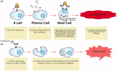 Figure 4. Schematic diagram of B cell activation by allergens and proposed “NBTTM” to eliminate of IgE + B cell from the patients’ body treated with T-nano-liposome.