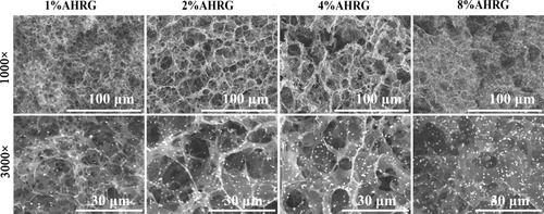 Figure 2 SEM analysis of the AgNPs-nHA@RGO (AHRG) scaffold with the different AgNPs loading ratios.