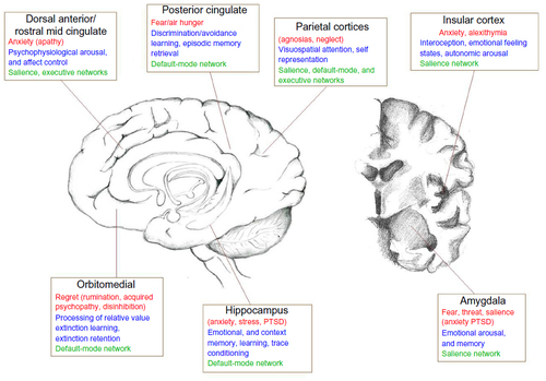 Figure 1 A schematic diagram depicting different brain regions and their involvement in specific fear processes (red), and more general role in cognitive/affective processing (blue).