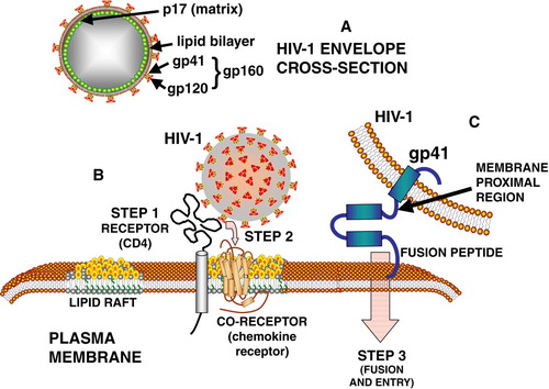 Figure 1.  Interactions of HIV-1 envelope proteins with plasma membrane lipids during target cell binding (B) and fusion steps (C). See text for further details.