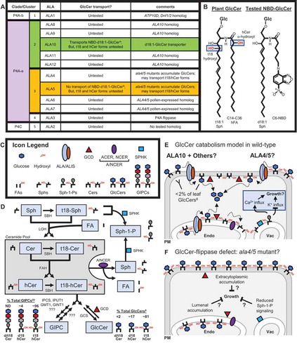 Figure 1. Model showing a role for ALA flippases in GlcCer catabolism.