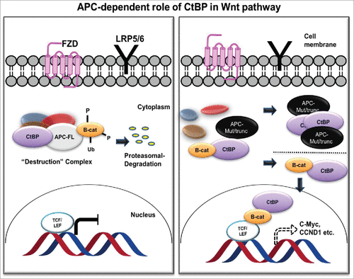 Figure 3. APC-dependent role of CtBP in the Wnt/ β-catenin pathway. In the presence of normal APC (APC-FL; left), CtBP participates in the destruction complex to sequester β-catenin (B-cat) and target it for proteasomal degradation. With mutant APC (APC-Mut/trunc; right), CtBP facilitates oligomerization and cytoplasmic sequestration of APC, promoting β-catenin release to the nucleus to induce downstream TCF/LEF mediated cell signaling, in which CtBP also plays a direct role as a coactivator at TCF target genes.Citation75,76