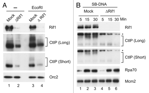 Figure 5 Depletion of Rif1 reduces the damage-induced modification of CtIP and accumulation of CtIP on DSB-containing chromatin. (A) Mock-depleted (lanes 1 and 3) and Rif-depleted extracts (lanes 2 and 4) containing sperm nuclei were incubated in the absence (lanes 1 and 2) or presence of EcoRI (lanes 3 and 4). Chromatin fractions were isolated and immunoblotted for the indicated proteins. For the anti-CtIP immunoblot, both short and long exposures are presented. (B) SB-DNA beads were incubated in the indicated extracts, re-isolated and processed for immunoblotting with antibodies against Rif1, CtIP, Rpa70 and Mcm2 as described in Figure 3B. The asterisks denote a non-specific band that cross-reacts with anti-CtIP antibodies. There was negligible binding of the indicated proteins to beads lacking DNA under these conditions (not shown).
