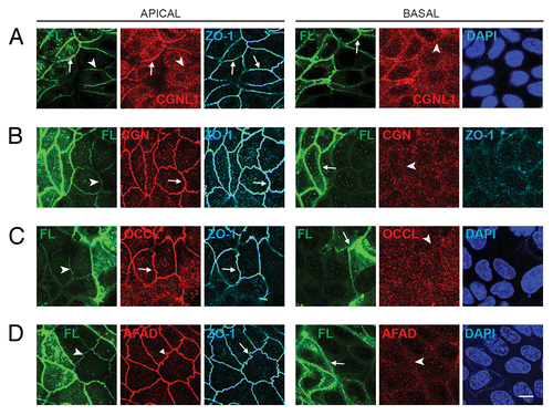Figure 3. Exogenous expression of full-length PLEKHA7 enhances the ZA recruitment of paracingulin, but not cingulin, ZO-1, occludin and afadin. Confocal immunofluorescence analysis of MDCK cells expressing the Full-length construct cells with labeling for exogenous protein (green) and either paracingulin (CGNL1, (A)), cingulin (CGN, (B)) occludin (OCCL, (D)), or afadin (AFAD), (E)) in red. ZO-1 labeling in triple-stained cells is shown in gray in apical, left panels, and in basal plane (B). See legend to Figure 1 for arrow/arrowheads description. Bar = 10 μm.