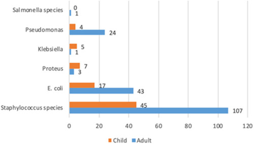 Figure 2 Illustration of bacterial growth from samples analyzed according to age category.