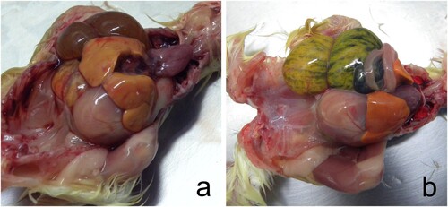 Figure 1. One-day-old chickens showed hepatomegaly and brown (a) to green (b) discolouration of the yolk sac.