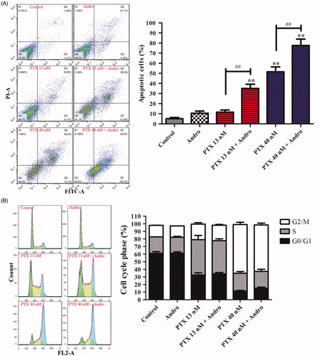 Figure 2. Apoptosis and cell cycle arrest induced by PTX and/or Andro. (A) A549 cells were treated with 13 or 40 nM PTX with or without 10 μM of Andro for 48 h. Annexin V-FITC and PI were used to determine apoptosis. **p < 0.001 compared with the control. ##p < 0.001 compared with the corresponding PTX group. (B) A549 cells were treated with 13 or 40 nM PTX with or without 10 μM Andro for 24 h. Values are shown as the mean ± SD (n = 3).