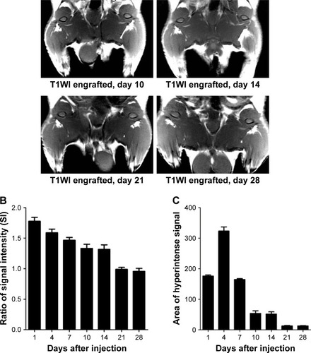 Figure 6 (A) T1WIs of rats before MNP-Mn(II)-labeled BMSCs were injected into the right hip. T1WIs of rats after MNP-Mn(II)-labeled BMSCs were injected into the right hip on days 1, 4, 7, 14, 21, and 28. Hyperintense T1 signals in the right hip represented the presence of engrafted MNP-Mn(II)-labeled BMSCs in vivo. (B) The relative signal intensity of the MNP-Mn(II)-labeled BMSC injection region and the adjacent soft tissue over time. (C) The area of time-dependent hyperintense signals generated by MNP-Mn(II)-labeled BMSCs.Abbreviations: BMSCs, bone marrow-derived stem cells; MNP-Mn(II), manganese (II) ions chelated to melanin nanoparticles; MRI, magnetic resonance imaging; PBS, phosphate-buffered saline; WI, weighted image.