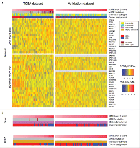 Figure 7. The MAPK-mutation score can segregate different immune phenotypes of breast cancer within intrinsic molecular subtypes. (A) Left panel: MAPK-pathway genes differentially expressed between MAP3K1 or MAP2K4 mutated (MAPK-mut) and wild-type TCGA Luminal samples are used to segregate ICR1–ICR4 TCGA Luminal samples (N = 206). Right panel: MAPK-mut transcripts defined in the TCGA dataset are used to segregate ICR1–ICR4 Luminal samples of the validation dataset (N = 428). (B) The same transcripts are used to segregate ICR1–ICR4 Basal-like and HER2-enriched samples in the TCGA cohort (N = 74 and N = 29, respectively) and in the validation dataset (N = 140 and N = 109, respectively). Samples are ordered by MAPK-mut score, which is the average ranking of the samples in upregulated and downregulated Z-scores (see Materials and Methods section for detail). The TCGA heatmaps are based on the TCGA samples for which mutational data were available.