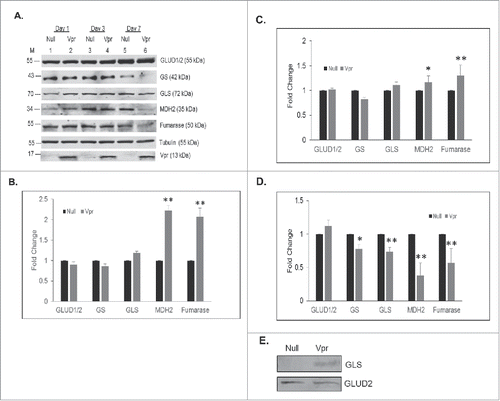 Figure 4. Changes in levels of enzymes in the TCA cycle and glutamate metabolism in response to HIV-1 Vpr protein in U937 macrophages. (A) Western blot of proteins in total cell lysates of U937 macrophages transduced with Ad-Null (Null) or Ad-Vpr (Vpr) on day 1, 3 and 7. GLUD1/2: glutamate dehydrogenase 1/2, GS: glutamine synthetase, GLS: glutaminase, MDH2: malate dehydrogenase 2, FH: fumarate hydratase, tubulin, and Vpr: viral protein R. (B-D) Densitometric analysis of expression levels for GLUD 1/2, GLS, GS, MDH2, and FH, normalized to tubulin levels shown in panel A plotted as fold change wherein the levels of expression in Ad-Null transduced cells is set at 1 on day 1, 3, 7 after transduction, respectively. (E) Western blot of GLS and GLUD2 in the culture supernatant. A representative Western blot of 3 independent experiment is shown. Significant p-values are shown as *< 0.05 and **< 0.01.