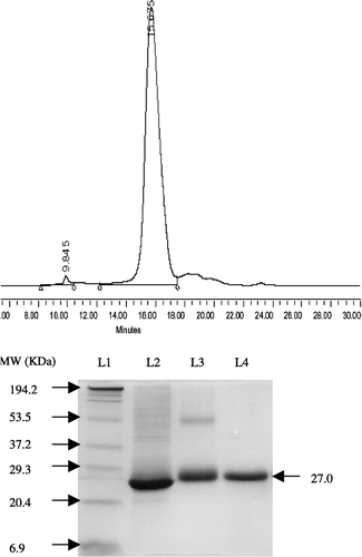 Figure 1 Purification of M. koenigii trypsin inhibitor (A) Elution profile on HPLC gel filtration column; (B) SDS-PAGE analysis of the protein. L1, molecular weight markers; L2, total protein in buffer extract; L3, 100 mM NaCl fraction after anion exchange chromatography; L4, purified protein after gel filtration chromatography on HPLC.