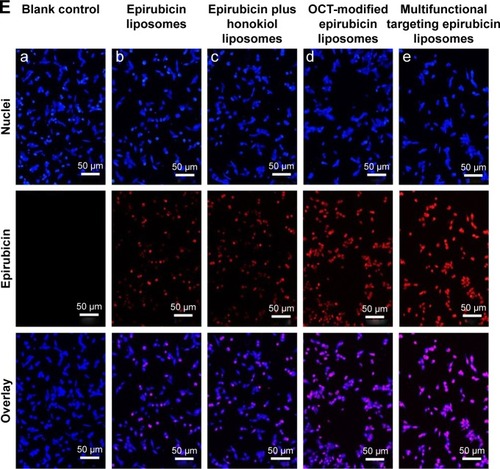 Figure 4 Intracellular uptake and targeting effects after incubation with varying formulations.Notes: (A) Cellular uptake of LLT cells, (B) fluorescence intensity of epirubicin in LLT cells, (C) cellular uptake of LLT cells after incubation with excess OCT, (D) fluorescence intensity of epirubicin in LLT cells after incubation with excess OCT, (E) fluorescence microscopy images of LLT cells incubated with varying formulations. Magnification ×250. a. Blank control; b. epirubicin liposomes; c. epirubicin plus honokiol liposomes; d. OCT-modified epirubicin liposomes; e. multifunctional targeting epirubicin liposomes. p<0.05; 1, vs a; 2, vs b; 3, vs c; 4, vs d.Abbreviations: LLT, Lewis lung tumor; OCT, octreotide.