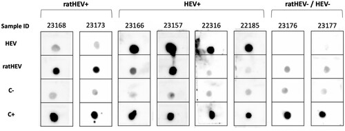 Figure 1. Validation of the dot blot for the detection of HEV genotype 3 and ratHEV IgG specific antibodies. Carboxy-terminal segments of the capsid proteins were used as antigen for HEV genotype 3 and ratHEV in the first and second spot (HEV and ratHEV), respectively. As negative control (C-) a nucleocapsid protein derivative of Puumala orthohantavirus strain Vranica/Hällnäs was used. As positive control, we used an E. coli M15 lysate (C+).