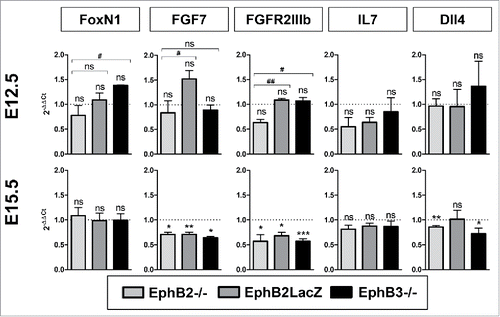 FIGURE 8. Expression of genes involved in thymic cell maturation in EphB-deficient thymuses. Figure shows the relative expression, RQ (2−ΔΔCt), of FoxN1, FGF7, FGFR2IIIb, IL7 and Dll4 transcripts in mutant cells relative to WT values (value 1, dotted line). At E12.5, the expression was determined on total thymic lobes whereas at E15.5 sorted EpCAM+CD45− TECs or, for FGF7 expression, EpCAM−CD45− mesenchymal cells were studied. The relative expression of mutant values was compared to the WT using the one-t test and between mutants according to Student's t-test. The significance is indicated as: *p ≤ 0.05; **p ≤ 0.01; ***p ≤ 0.005 or #p ≤ 0.05; ##p ≤ 0.01. ns: non-significant.