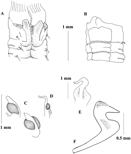 Figure 3 Megalomma lanigera from Venice material: A, anterior end, dorsal view; B, anterior end, ventral view; C, eyes from the dorsalmost radiole; D, eye from another radiole; E, dorsal lip; F, thoracic uncinus.