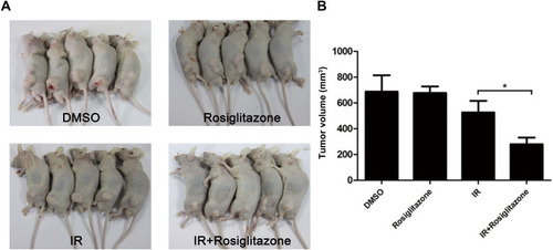 Figure 6 Rosiglitazone enhanced the radiation sensitivity of PANC1 xenografts. Each group of mice was composed of five male nude mice. PANC1 cells were inoculated under the skin of nude mice. (A) Representative xenografts from each group. (B) Tumor size was measured on the 21st day after the first inoculation. Data are presented as the mean ± SEM. * P < 0.05, compared with radiation alone group.