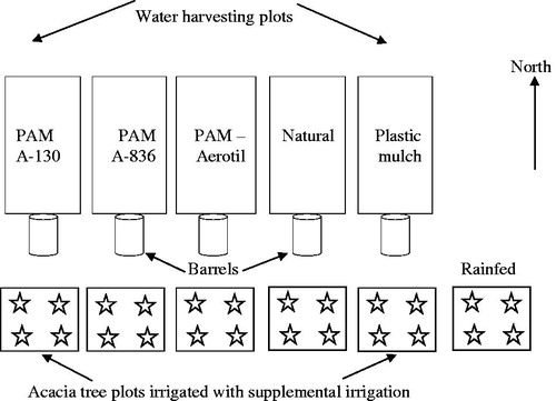 Figure 2. Schematic diagram representing the field experimental layout of PAM treatments and land covers as well as the Acacia saligna trees.