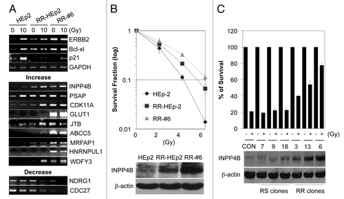 Figure 1. Identification of INPP4B as a radioresistance-related protein in HEp-2 cells. (A) Parental HEp-2 cells and redioresistant RR-HEp-2 and RR-#6 clonal variants were left untreated or treated with 10 Gy radiation for 24 h. Gene transcripts were detected by conventional RT-PCR. ERBB2 and Bcl-xl were used as positive controls; p21 was used as a negative control; and GAPDH was used as a loading control. (B) Parental HEp-2 cells and RR-HEp-2 and RR-#6 variants were treated with the indicated doses of radiation. After 14 d, the survival fraction was determined by clonogenic survival assay; results are presented as a survival curve (top). INPP4B protein levels were determined by western blotting using β-actin as a loading control (bottom). (C) Parental (CON), radiosensitive (RS-#7, -#9 and- #18) and radioresistant (RR-#3, -#6 and -#13) HEp-2 cells were left untreated (-) or treated (+) with 4 Gy radiation. After 14 d, colony formation was quantified using an automatic colony counter; results are presented as a survival curve (top). INPP4B protein levels were determined by western blotting using β-actin was used as a loading control (bottom). The data represent typical results or mean values with standard deviations (n = 3).